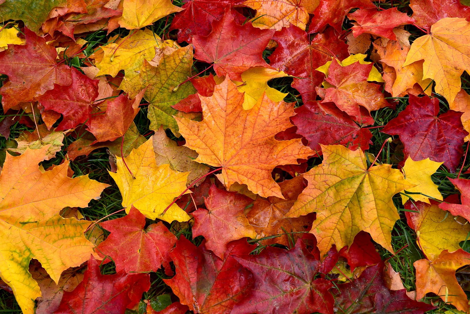 Schöne und erholsame Herbstferien!
